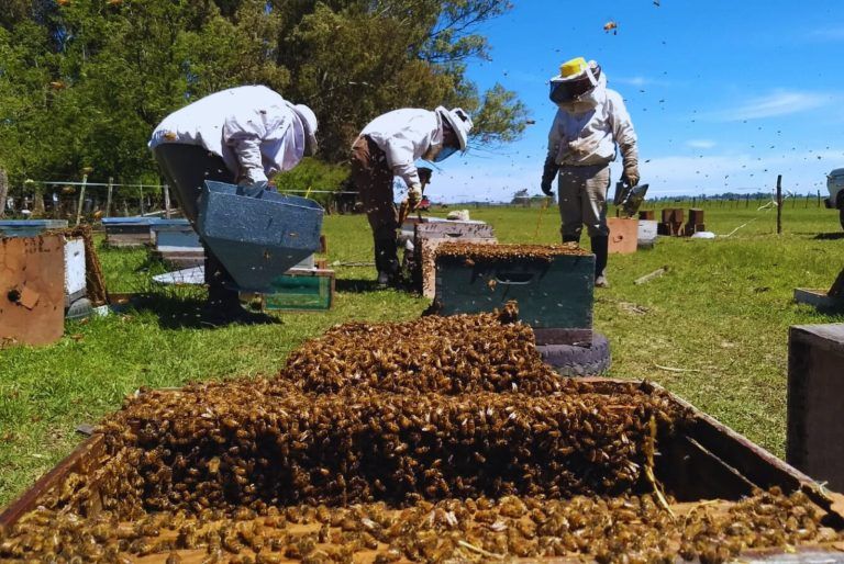 Dulce crecimiento de la apicultura bonaerense