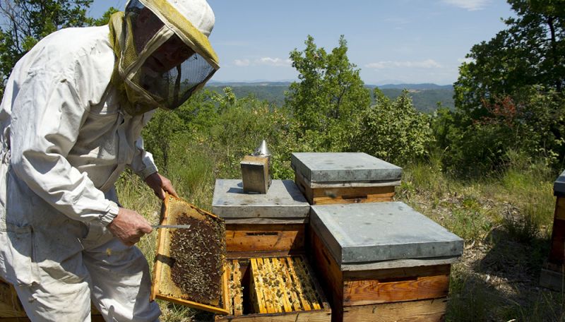 El monte nativo cordobés ya tiene su miel con indicación geográfica