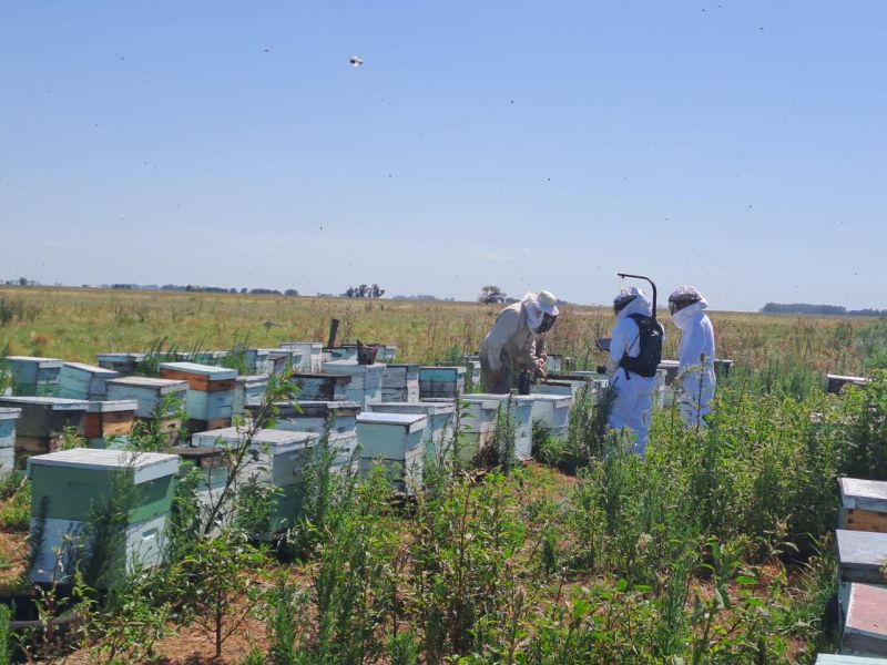 En medio de la revisión de las sanciones antidumping aplicadas, la Junta Nacional de la Miel de Estados Unidos elogió el trabajo de apicultores de la Pampa Húmeda